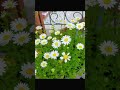 春になってネメシアなど我が家の花々が美しく咲き誇っています #ネメシア #シモンズ #春になったら #花 #ノースポール
