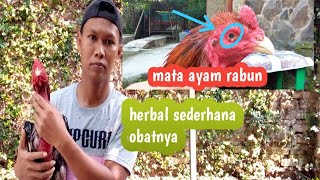 Cara Membedakan Ayam Bangkok Dan Ayam Kampung. 