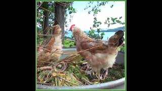 Korsviken Gård - Tips Til Nye Produsenter