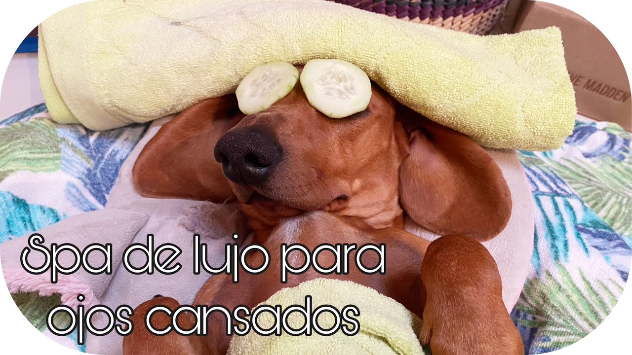 [ASMR] 🐶💤 FACIAL DE LUJO A PANDORA | SPA PARA PERRITOS | ASMR EN ESPAÑOL