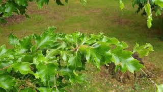 Fagus sylvatica 'Quercifolia' buk lesní