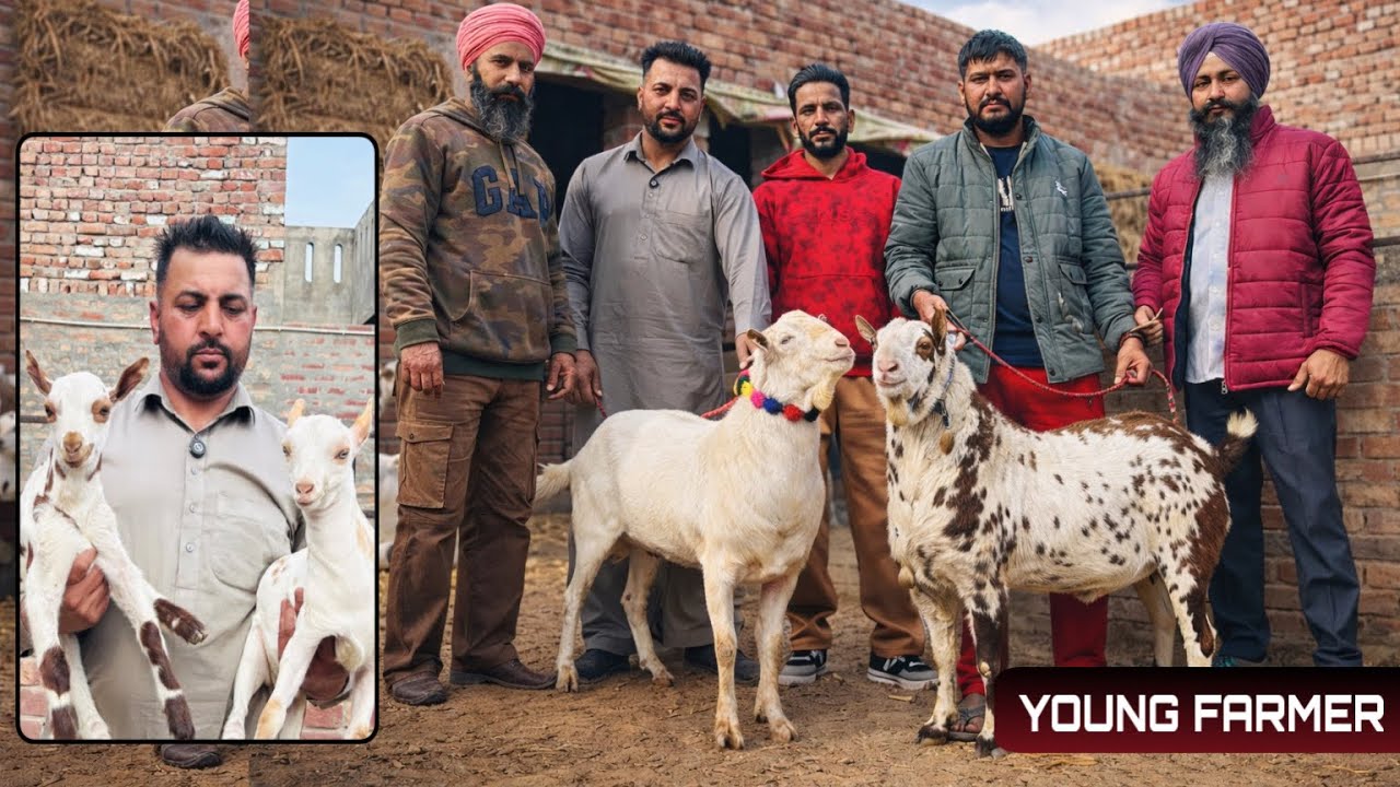 ਪੰਜਾਬ ਦਾ NO.1 ਬਰਬਰੀ ਬੱਕਰੀ ਫਾਰਮ ।👉 “This is the Barbari breed.” ਮੁੰਡੇ ਦੀ ਮਿਹਨਤ ਬੋਲਦੀ ਆ