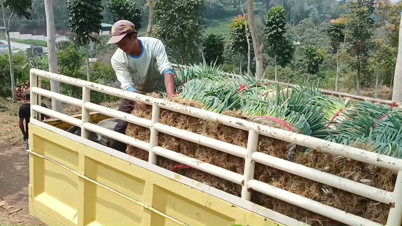 PANEN BAWANG DAUN 2   Made with Clipchamp
