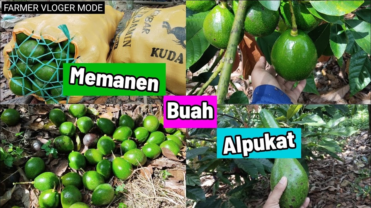 FARMER VLOGGER MODE : Memanen Buah Alpukat