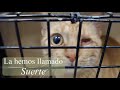 Suerte enucleación ojo y esterilización