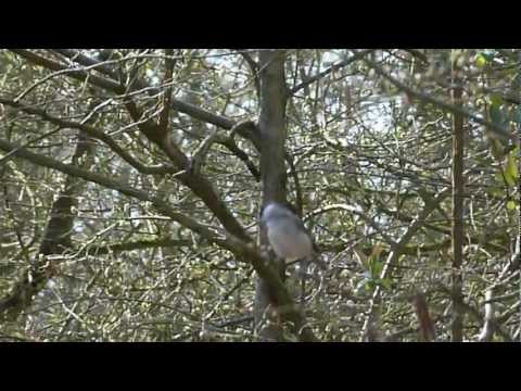 Marsh Tit singing (Poecile palustris)