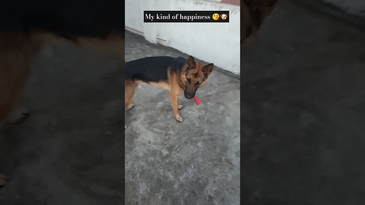 Hoga tumse pyara koun ❤️