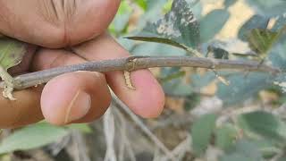 Ciri daun Bajakah kalalawit kalimantan