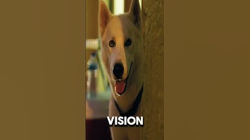 Thumbnail of not color blind?! 🐶 #dogfacts #mindblown #dogscience #funfacts #youwontbelievethis #dog #shorts