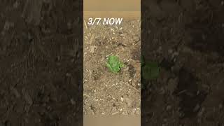 Update Video Potatoes Wheatberry And Lettuce