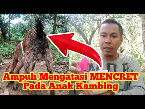 Cara Mengatasi Mencret / Diare pada Anak Kambing