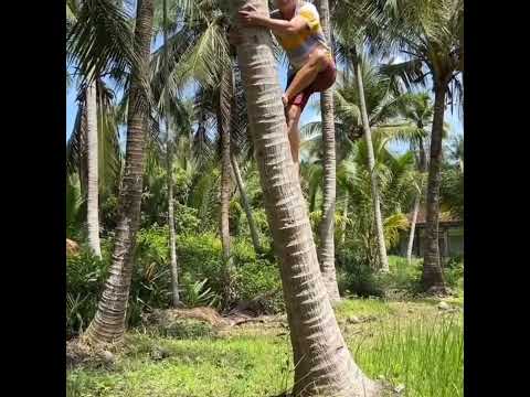Video Kỹ năng leo dừa hơi bị đỉnh của chàng trai Bến Tre. - youtube