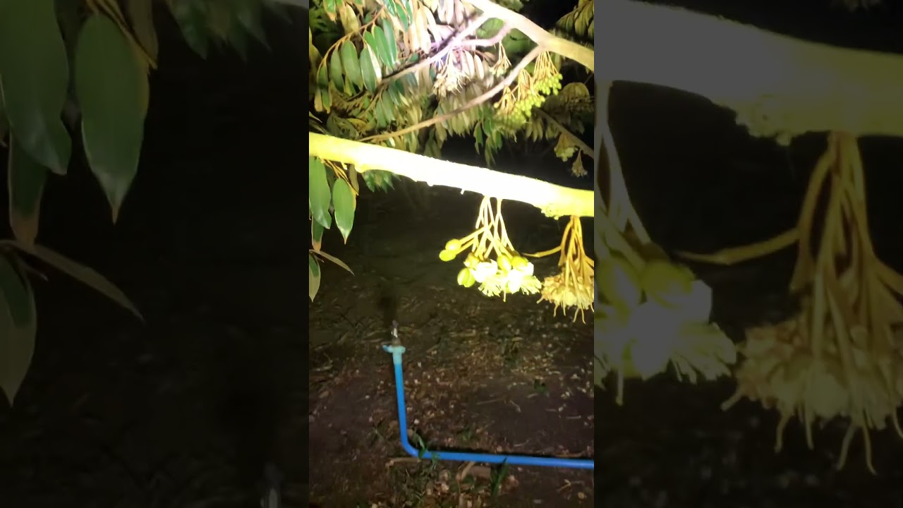 Durian pollination tips 