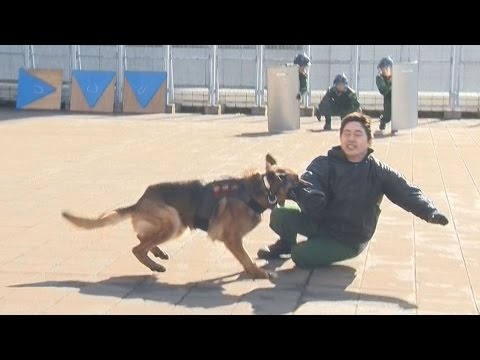自慢の鼻でランナー守れ 東京マラソン前に警備犬訓練を公開 Youtube
