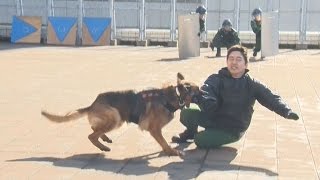 自慢の鼻でランナー守れ 東京マラソン前に警備犬訓練を公開