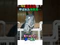 SS最高傑作と呼ばれた無敗馬…見たかった夢の続き #競馬 #horse