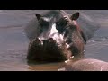The Hidden World Of Unique Freshwater Wildlife (4K Documentary)