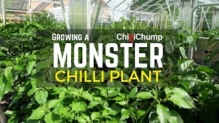 Growing a Monster Chilli Plant