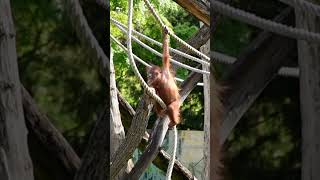 The Incredible Agility of Kendari the Orangutan on a Rope #shors#orangutans#funnyvideo#funnyanimals