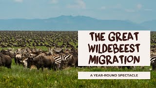 THIS is WHY you should put the GREAT WILDEBEEST MIGRATION in Tanzania on your bucket list.