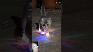 ❤️😻 #cat #kitten #subscribe #funny #cute #shortsvideo #shortvideo #shorts #short #trending #song