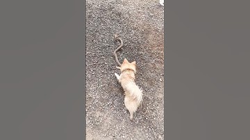 chú chó thông minh khi gặp rắn hổ mang chúa vào nhà #snake #nest #cobra #wildlife #dongvat