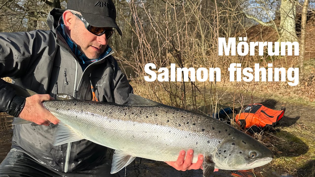 Mörrum Salmon fishing
