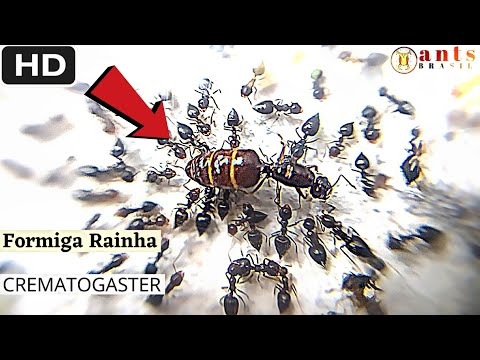 Vídeo: Como é a rainha das formigas? Descrição e foto