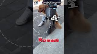 42公斤女載40公斤小狗！機車嚕不動　 阿金不耐煩下車：我自己走👌#shorts
