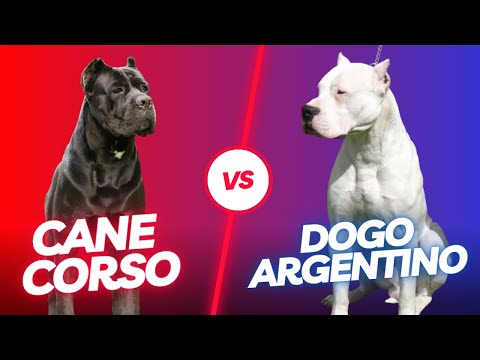 Video: DIY Din hunds mjällschampo för att bekämpa torr, fläckig hud