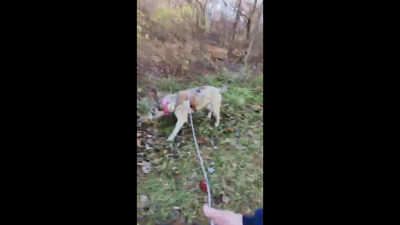 November 12th 2024 Kimball pines