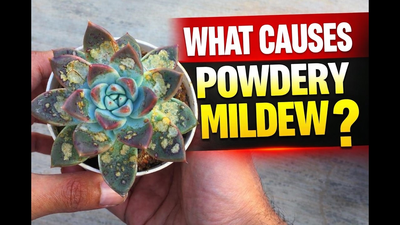 Что вызывает появление мучнистой плесени?