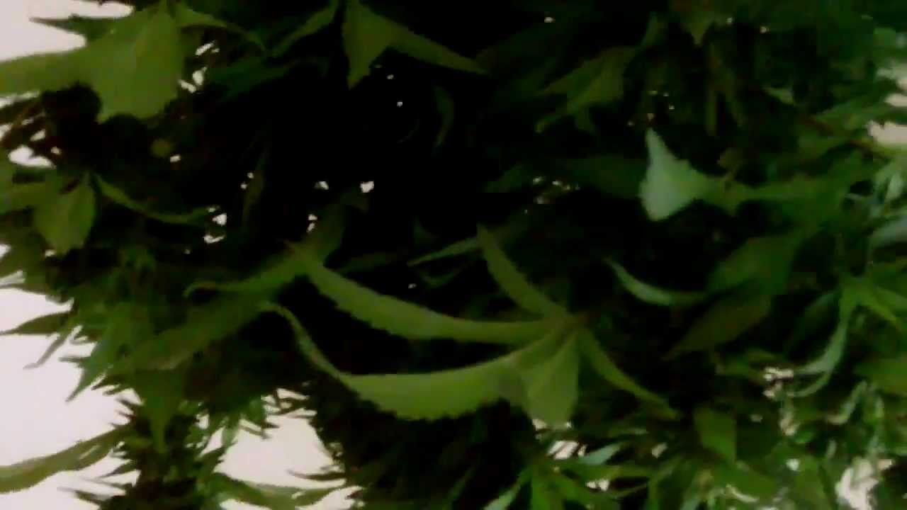 New York City Diesel Harvest