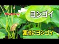 蓮の花とヨシゴイ / Yellow bittern