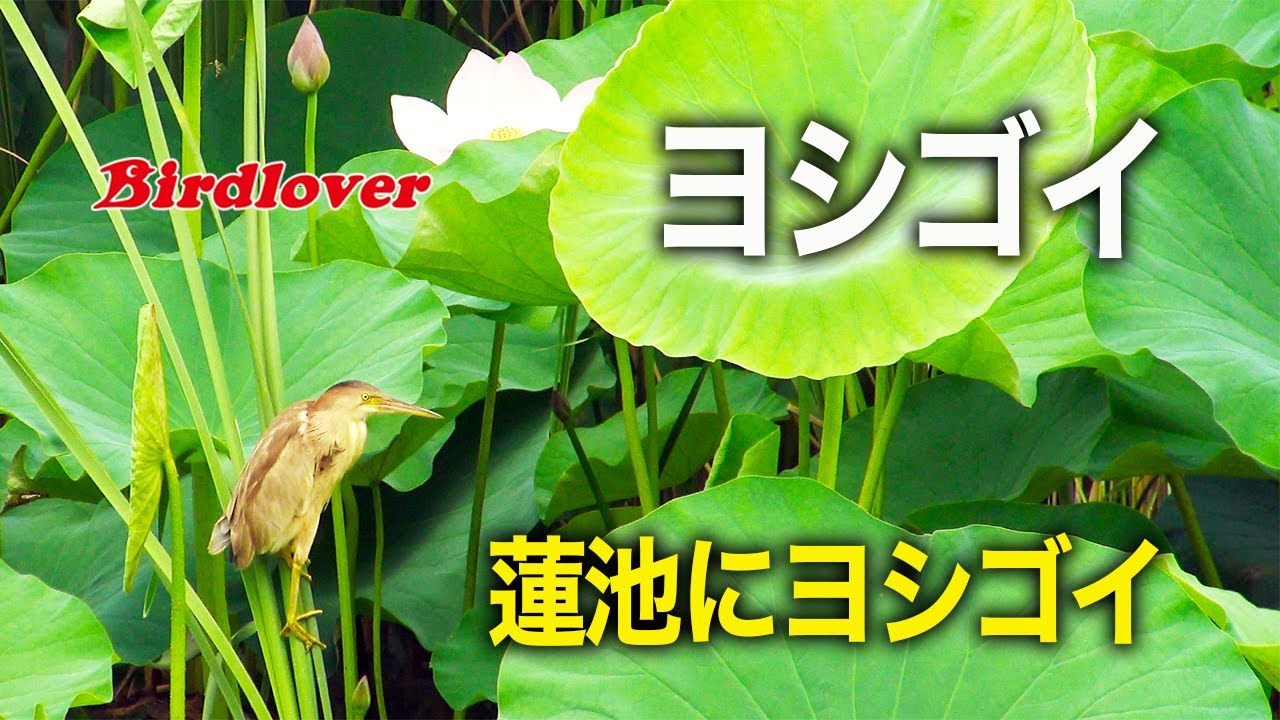 蓮の花とヨシゴイ / Yellow bittern - YouTube