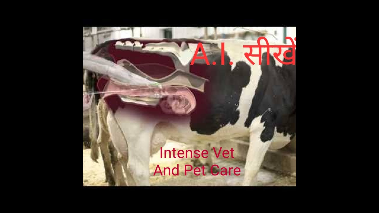 How to perform artificial insemination YouTube