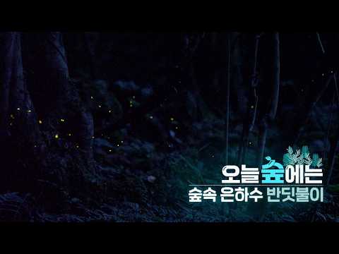 숲속 은하수 반딧불이 | 오늘숲에는 | KBS제주 260804방송