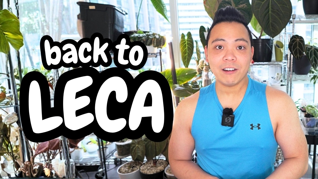 oops! we're going back to LECA 😊 Variegated Philodendron Gloriosum, Scindapsus, Syngonium | Plants