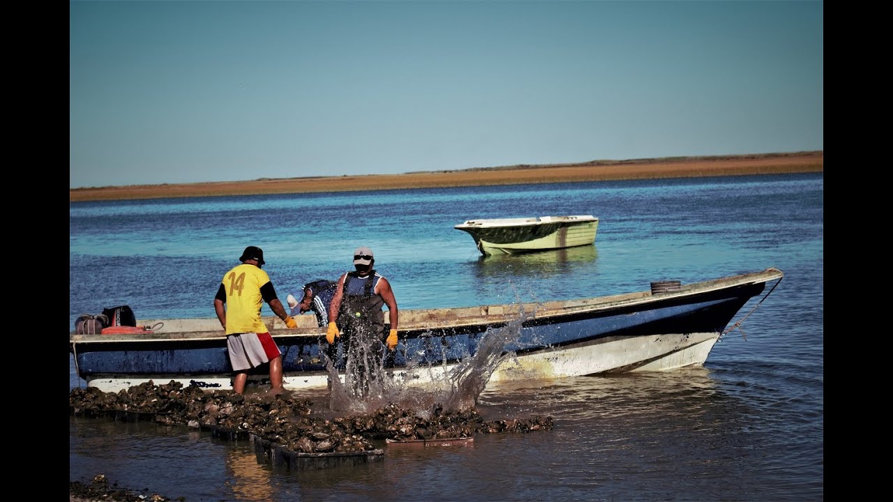 Bahia San Blas Argentina Cazando Ostras カキ устрица ostrea molusco  牡蛎 pesca Buenos Aires Oyster सीप