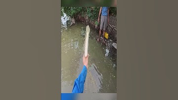 Cá Lóc Khủng - Giant snakehead fish #kichca #fishing #snakehead #fish