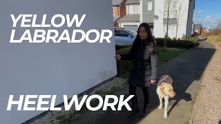 Stop Your Labrador Pulling On The Lead | The Dog Therapist by The Dog Therapist 183 views 2 months ago 17 minutes