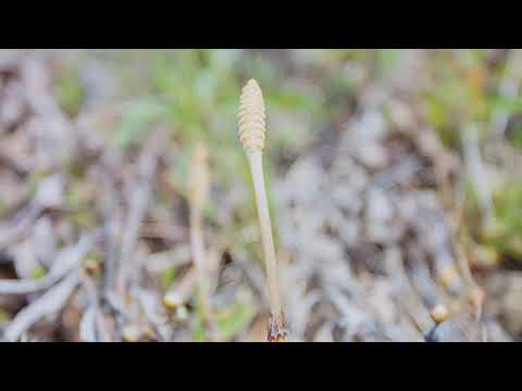 【Magic Lantern】EOS MのRAW動画～つくし～