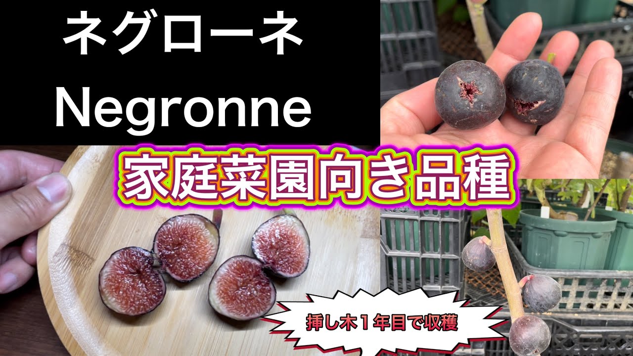 イチジク食レポ】ネグローネNegronneを収穫！豊産性の黒イチジク