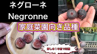 【特選3年生】イチジク ネグローネ 3年苗 豊産性・極甘 芳醇な香りの黒無花果 mqdefault.jpg