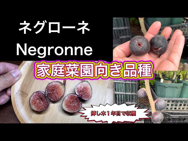 【特選3年生】イチジク ネグローネ 3年苗 豊産性・極甘 芳醇な香りの黒無花果 Fig Tasting] Harvesting Negronne! A prolific black fig. Its crisp