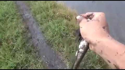 Bắt cá Rô nhóc lên đường sau cơn mưa rào