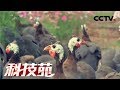 《科技苑》 20180125 种花巧打综合牌 鸡鱼羊儿一起来 | CCTV农业