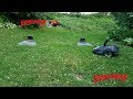 Automower Answers: Using 1 Automower In Multiple Lawns