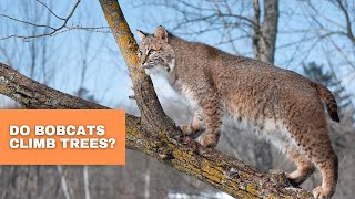 Can Bobcats Climb Trees?