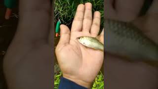 Сильный клев #shorts